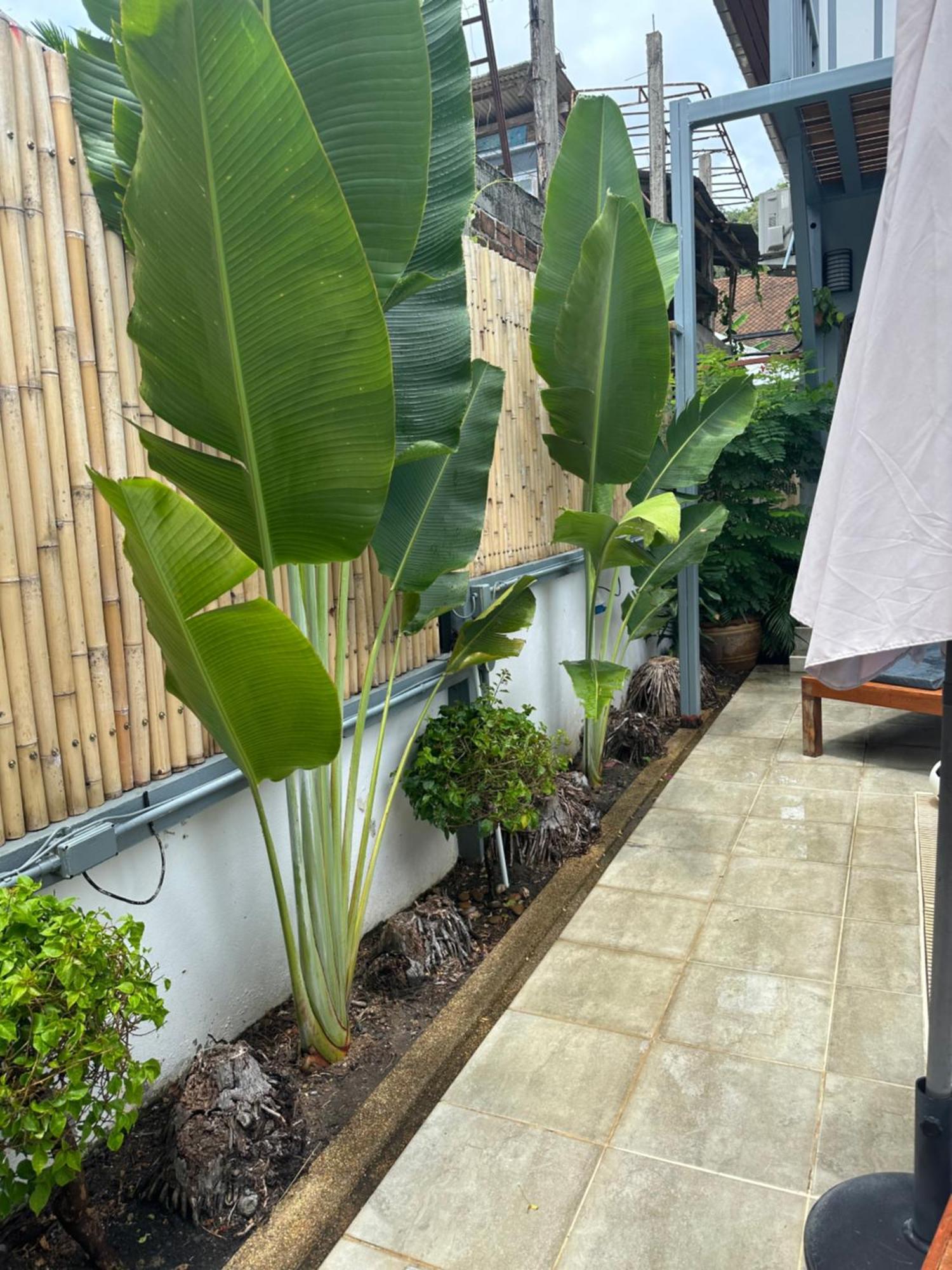 Friends Of Koh Samui 1 Bed & Breakfast Ban Lamai Ngoại thất bức ảnh